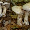 Hebeloma radicosum, Marzipanfälbling
